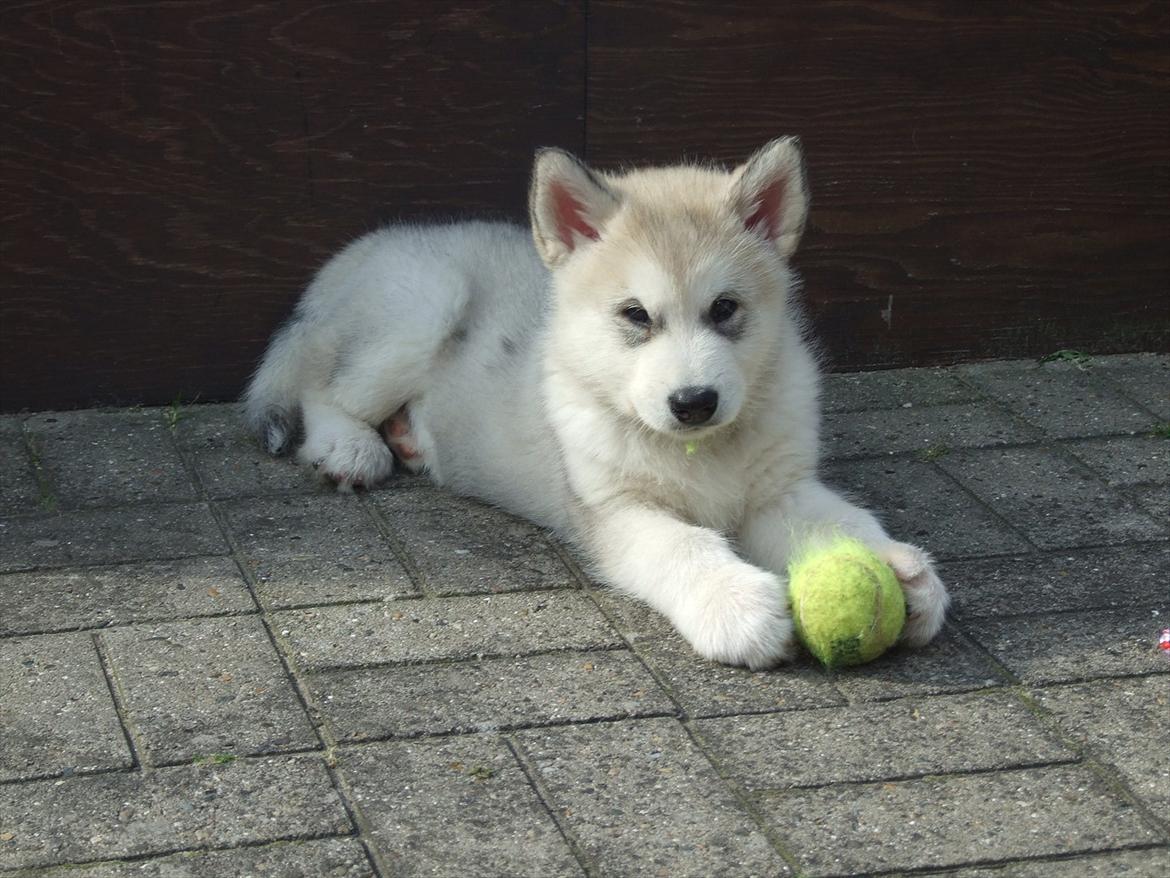 Alaskan malamute Snowcreek Daring Thor - Det er bare lykken med en bold billede 5