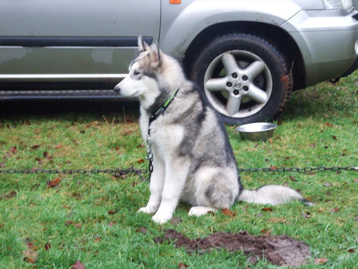 Alaskan malamute Snowcreek Daring Thor - 6 måneder gammel billede 6