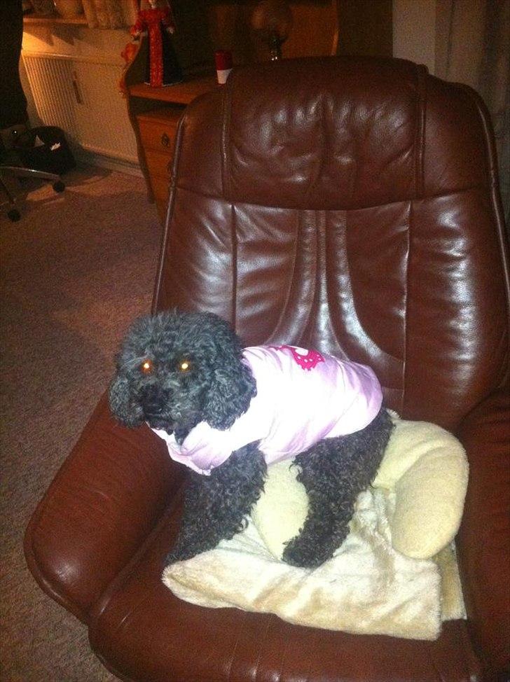 Pudelpointer Puddel hund Freja  billede 1