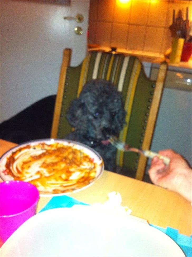 Pudelpointer Puddel hund Freja  billede 2