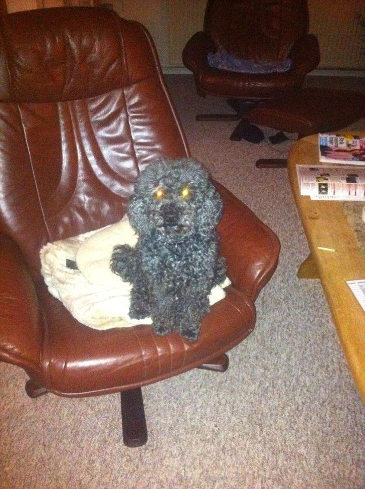 Pudelpointer Puddel hund Freja  billede 3