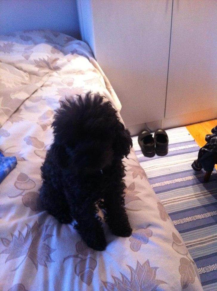 Pudelpointer Puddel hund Freja  billede 4