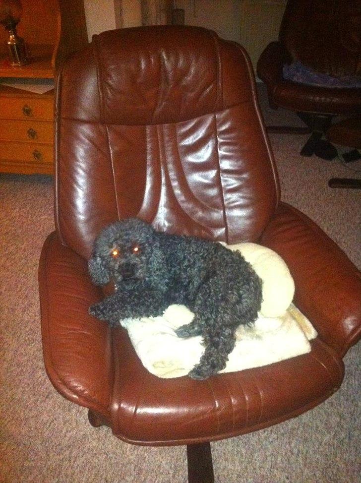 Pudelpointer Puddel hund Freja  billede 5