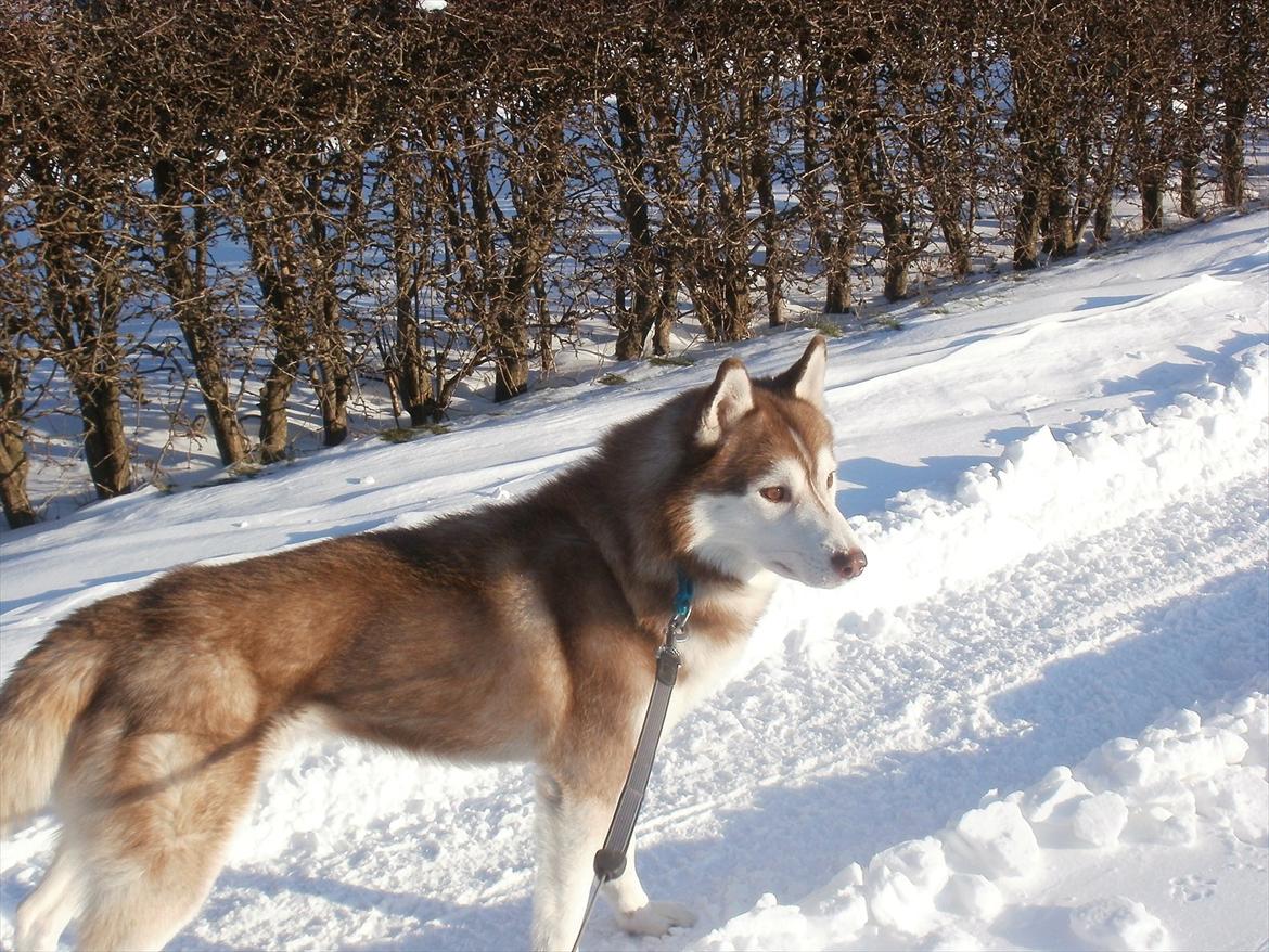 Siberian husky Kari (midlertidig hund) billede 13