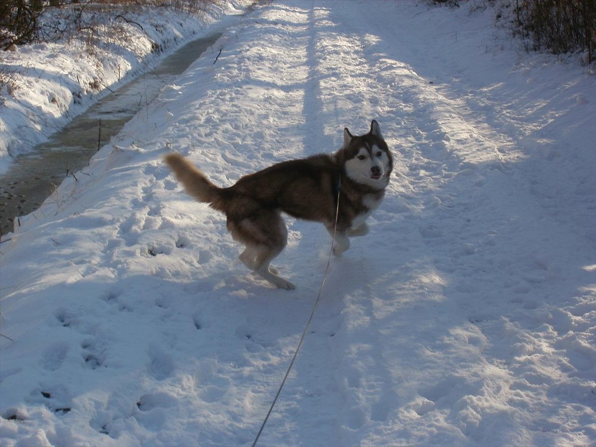 Siberian husky Kari (midlertidig hund) billede 14