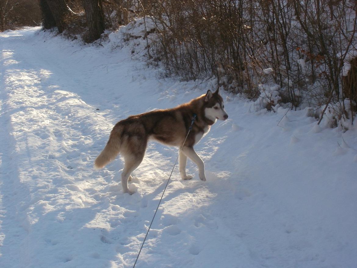 Siberian husky Kari (midlertidig hund) billede 15