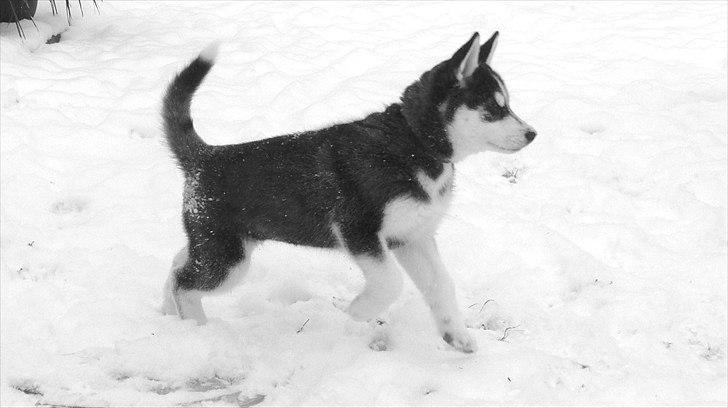 Blanding af racer Aya billede 9