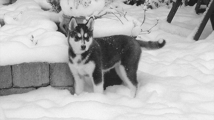 Blanding af racer Aya billede 10