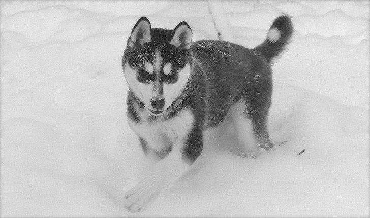 Blanding af racer Aya billede 5