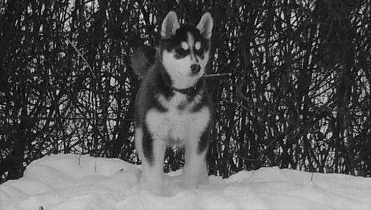 Blanding af racer Aya billede 11