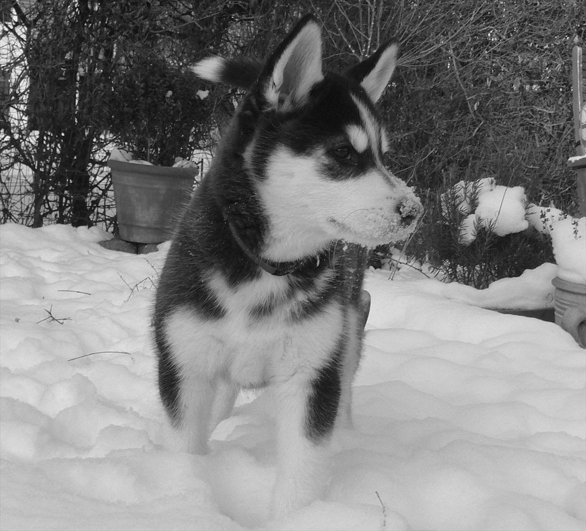 Blanding af racer Aya billede 12