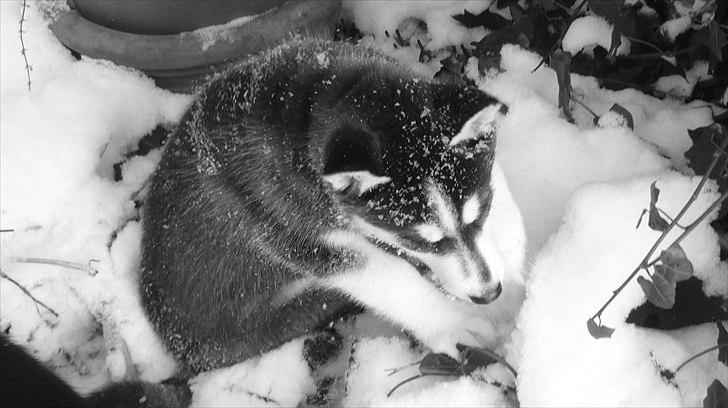 Blanding af racer Aya billede 13