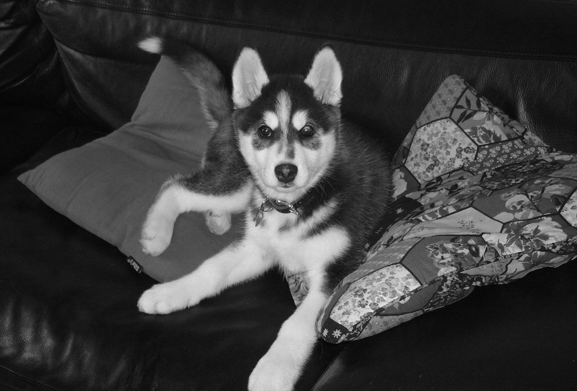 Blanding af racer Aya billede 15