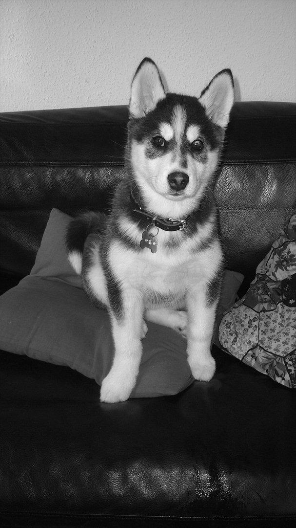 Blanding af racer Aya billede 16