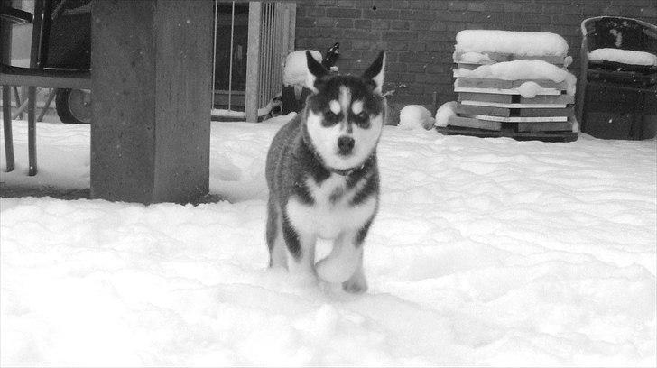 Blanding af racer Aya billede 17