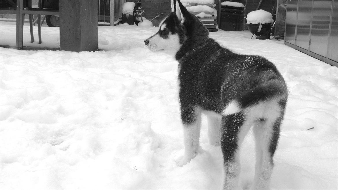 Blanding af racer Aya billede 18