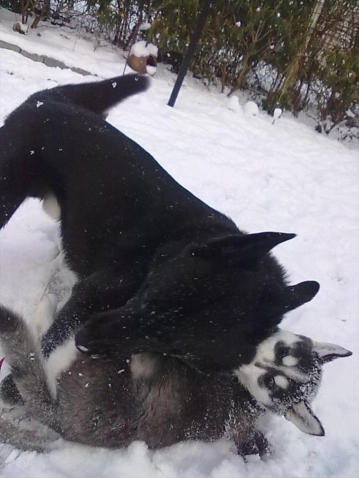 Blanding af racer Aya billede 20