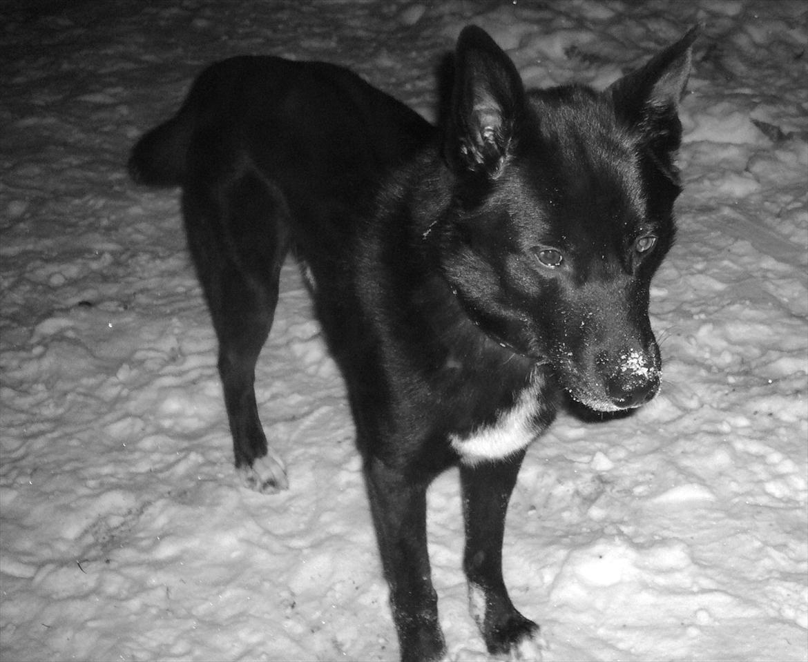 Blanding af racer Chick billede 15