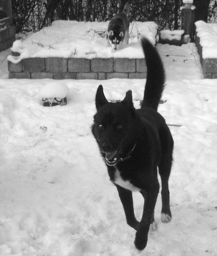 Blanding af racer Chick billede 16