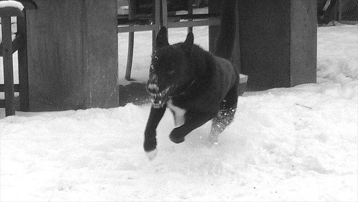 Blanding af racer Chick billede 17