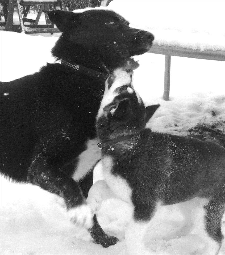 Blanding af racer Chick billede 18