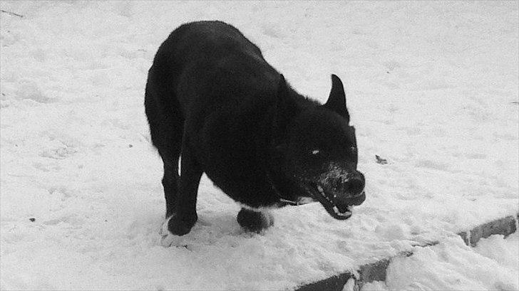 Blanding af racer Chick billede 19