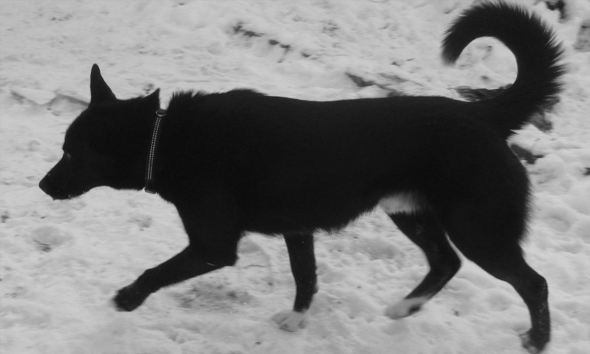 Blanding af racer Chick billede 20