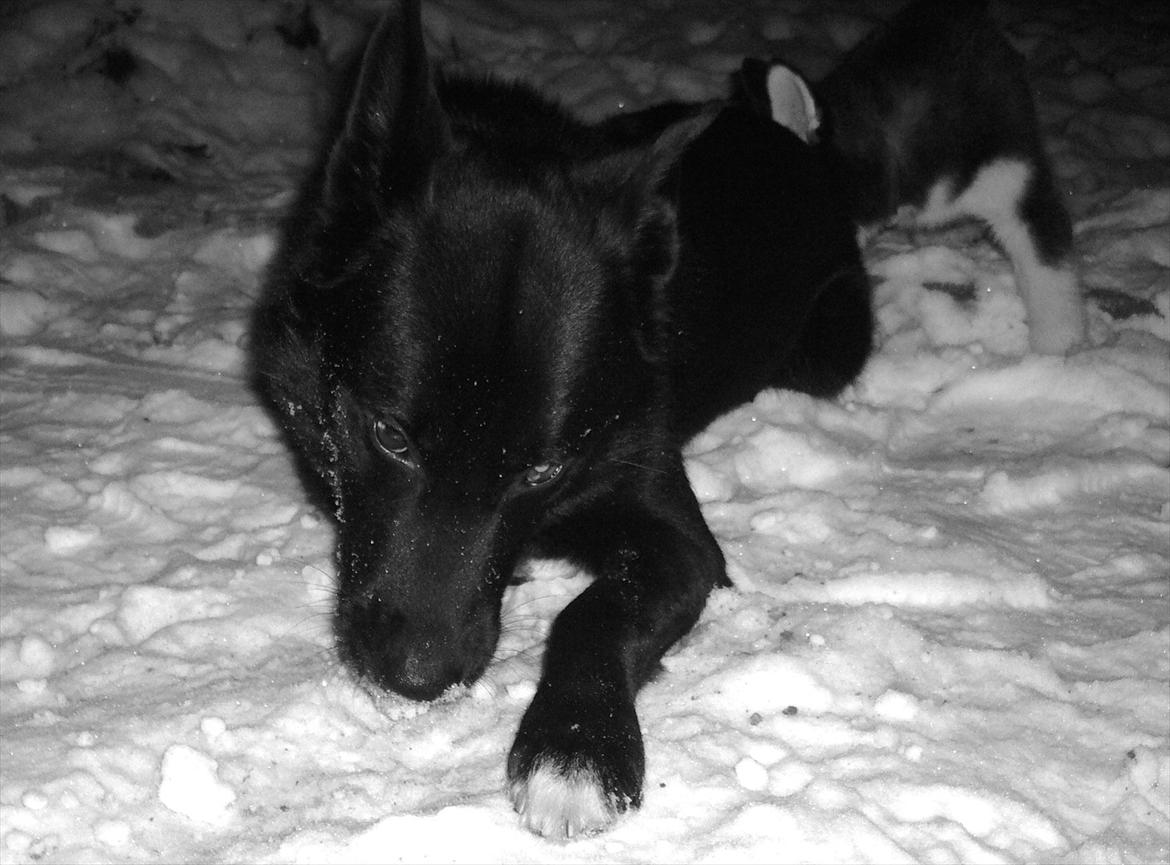 Blanding af racer Chick billede 21