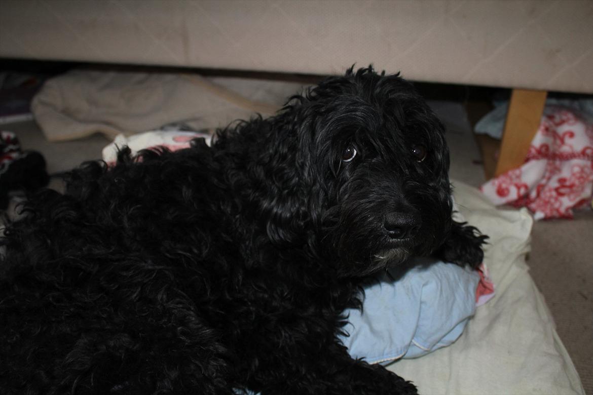 Blanding af racer <Pom Frida> -  Um dejligt at være inde, når det er koldt ude! billede 19