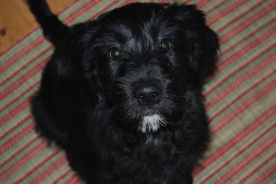 Blanding af racer Nora billede 2