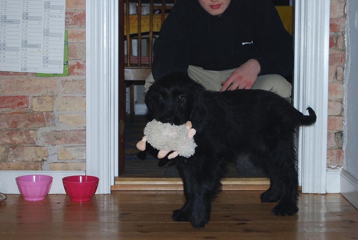 Blanding af racer Nora billede 3