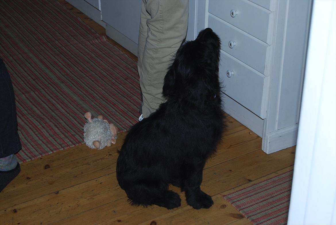 Blanding af racer Nora billede 4