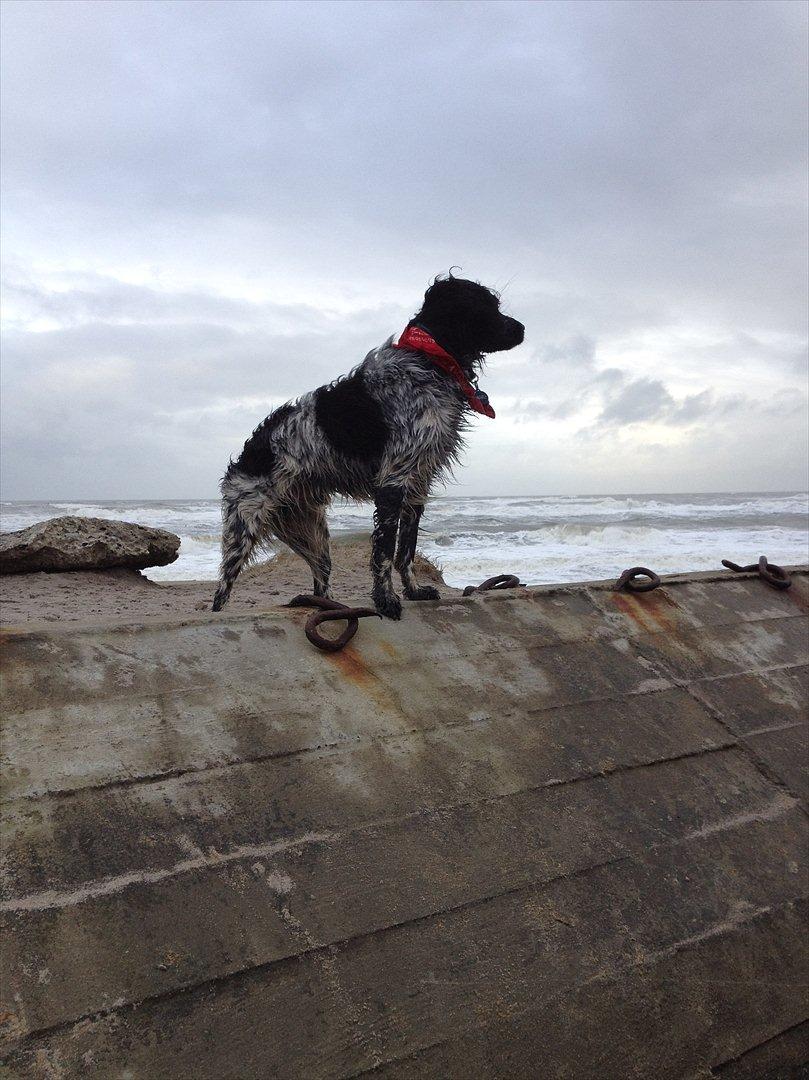 Blanding af racer Kouda - 5) Kouda på en bunker ved Vesterhavet billede 5