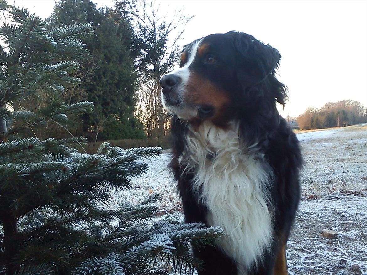 Berner sennenhund Gæbe's Hannibal (Kaldenavn: Basse) billede 3
