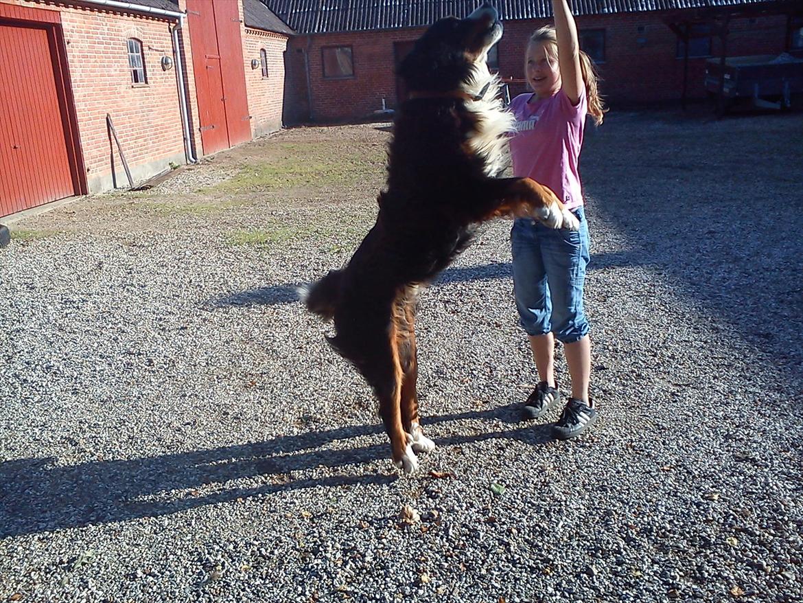 Berner sennenhund Gæbe's Hannibal (Kaldenavn: Basse) - Hopla! Kænguro Bas:) billede 4