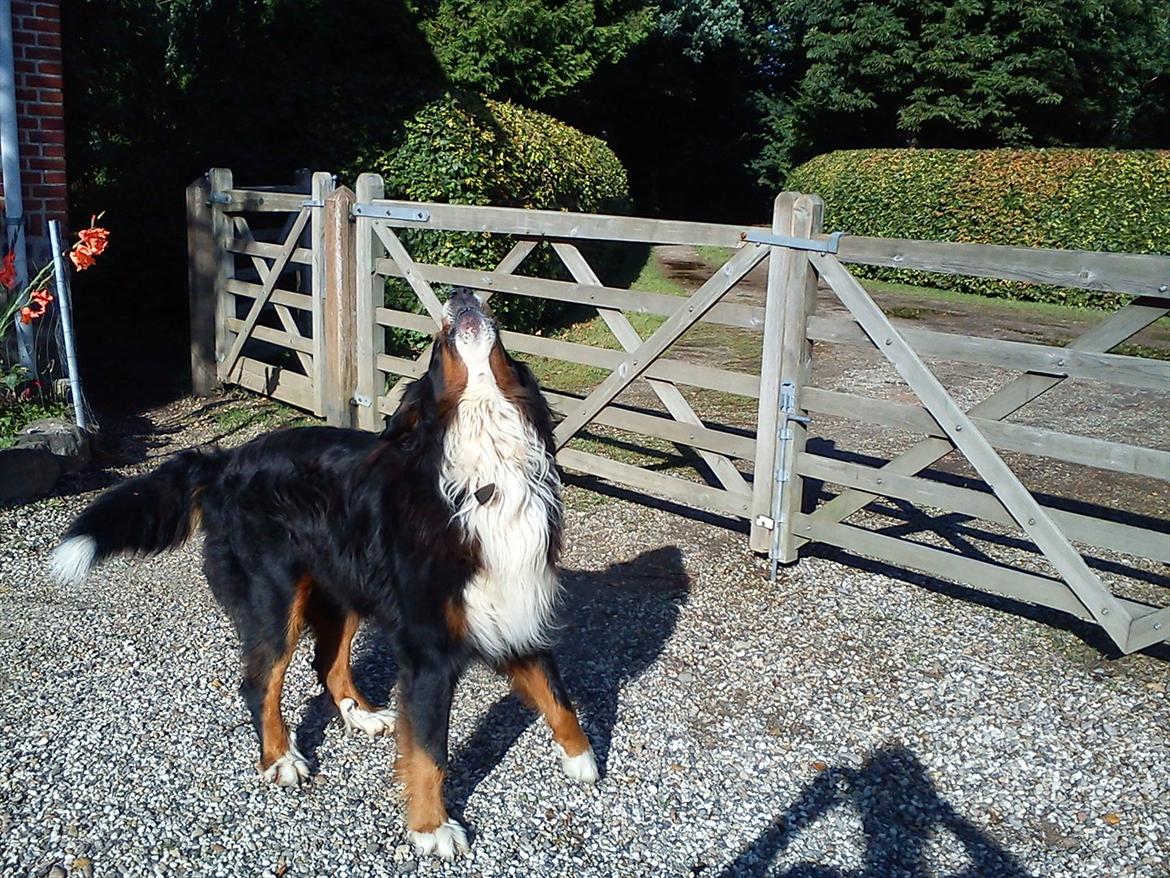 Berner sennenhund Gæbe's Hannibal (Kaldenavn: Basse) - Vov vov siger Basse:) billede 5