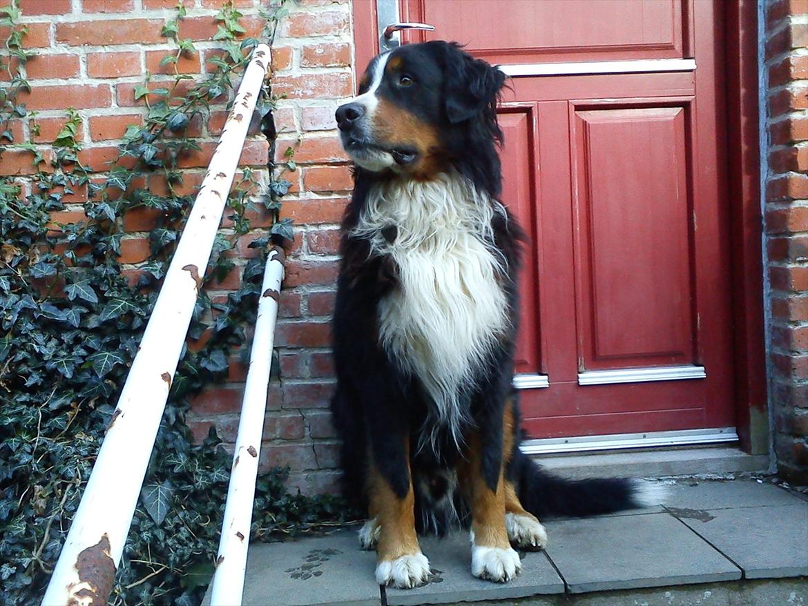 Berner sennenhund Gæbe's Hannibal (Kaldenavn: Basse) - Flotte Basse! Og velkommen VOV VOV:D billede 2