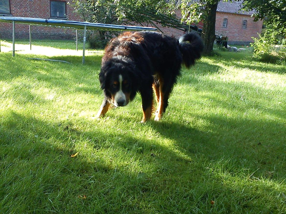 Berner sennenhund Gæbe's Hannibal (Kaldenavn: Basse) - Snuse snuse;P billede 6