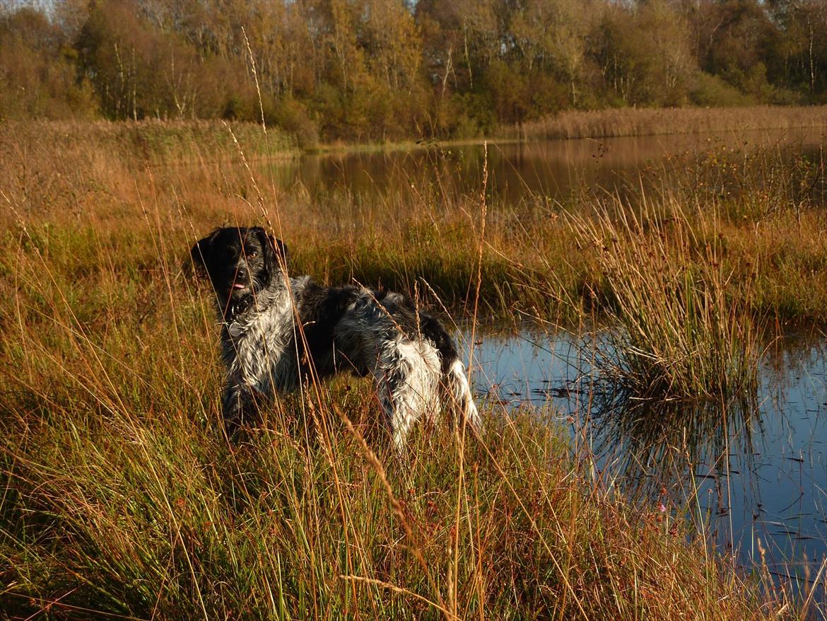 Blanding af racer Kouda - 8) Kouda på heden 2011 billede 8