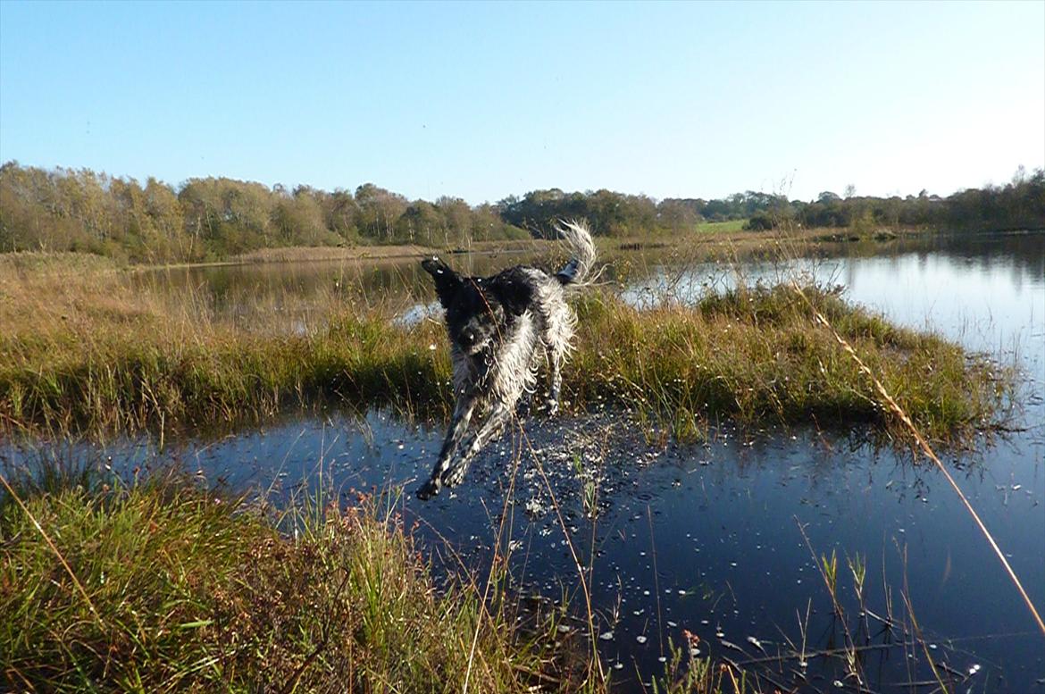 Blanding af racer Kouda - 9) Kouda på heden 2011 billede 9