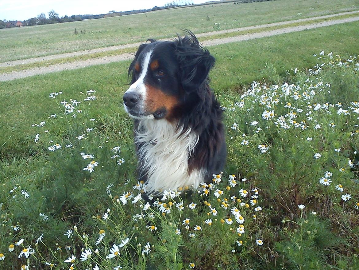 Berner sennenhund Gæbe's Hannibal (Kaldenavn: Basse) - Basse ude på marken;) billede 8