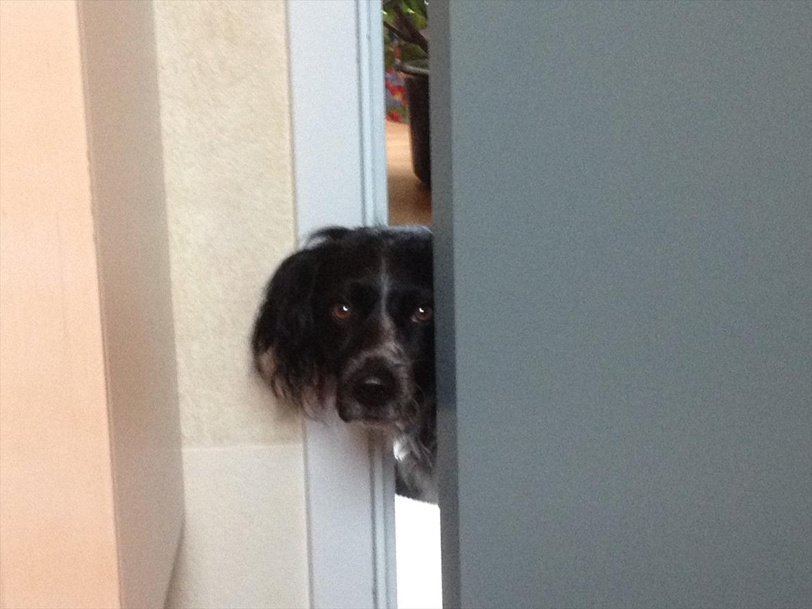 Blanding af racer Kouda - 10) Kouda skal lige tjekke hvad der foregår :)  billede 10