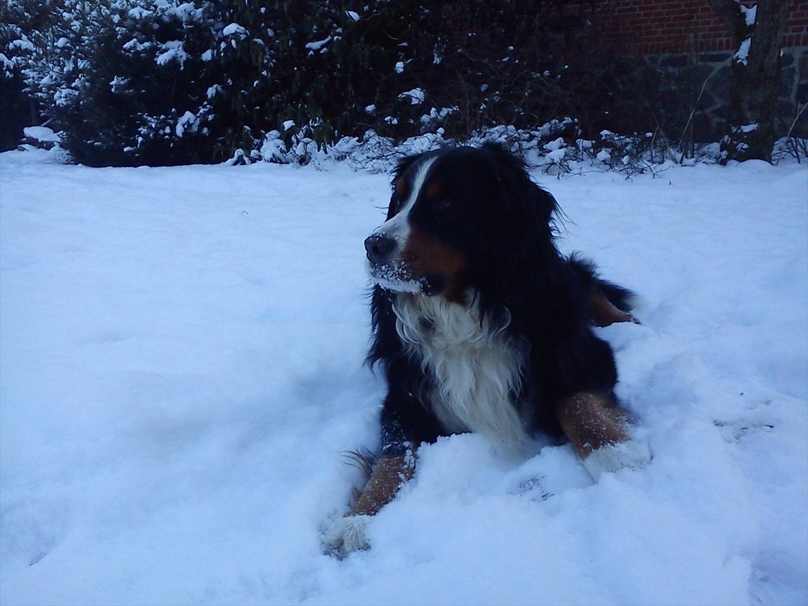Berner sennenhund Gæbe's Hannibal (Kaldenavn: Basse) billede 9