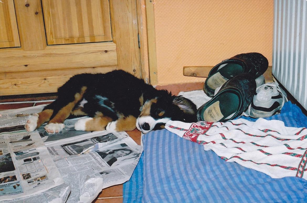 Berner sennenhund Gæbe's Hannibal (Kaldenavn: Basse) - Basse som lille! <3 billede 10
