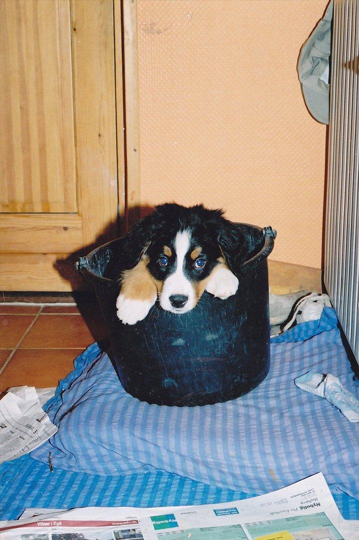 Berner sennenhund Gæbe's Hannibal (Kaldenavn: Basse) - Mini Basse vov i en spand! 
Se hvor lille han var dengang!<3 billede 11