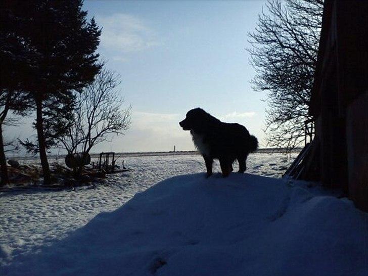 Berner sennenhund Gæbe's Hannibal (Kaldenavn: Basse) - Farvel for denne gang:) Læg gerne en kommentar + bedømmelse;D billede 15