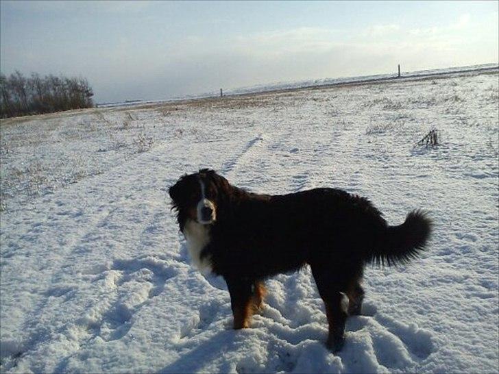 Berner sennenhund Gæbe's Hannibal (Kaldenavn: Basse) - Flotte! billede 12