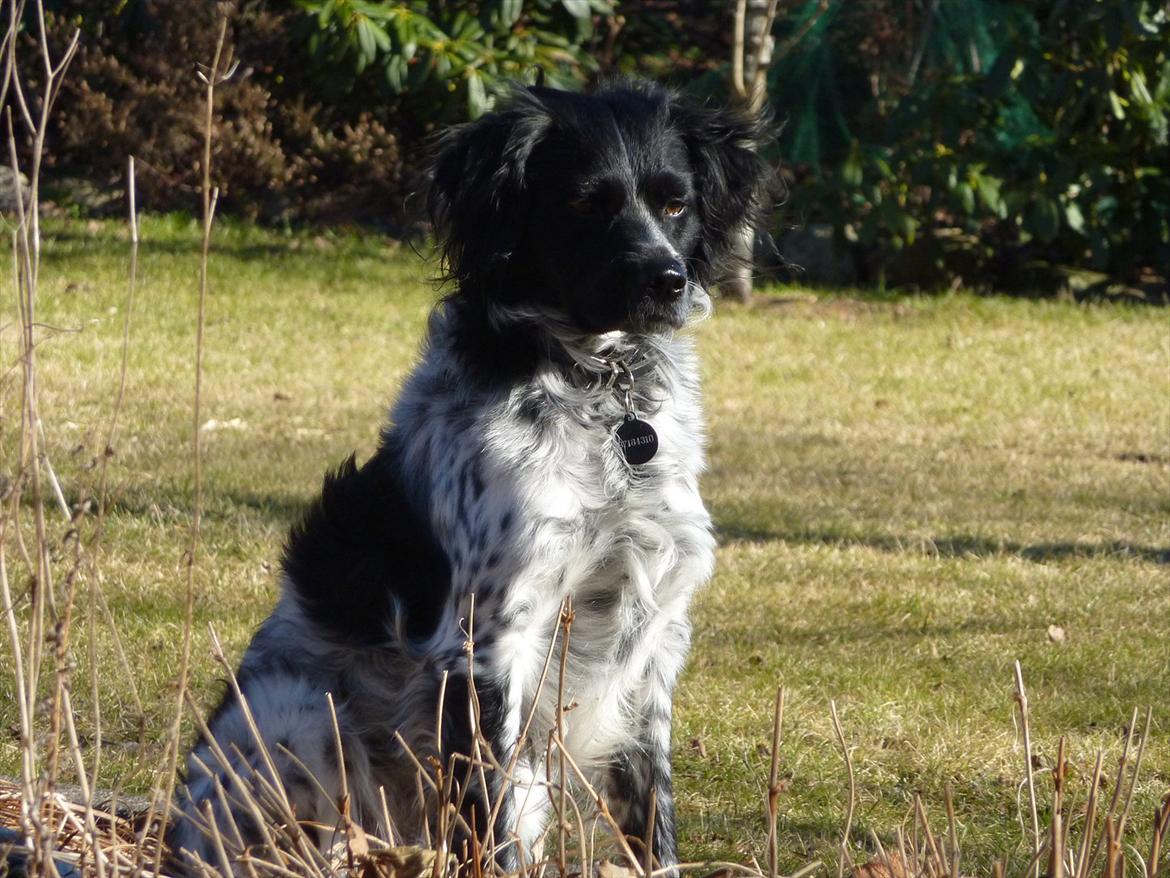 Blanding af racer Kouda - 1) Kouda hjemme i haven 2011 billede 1