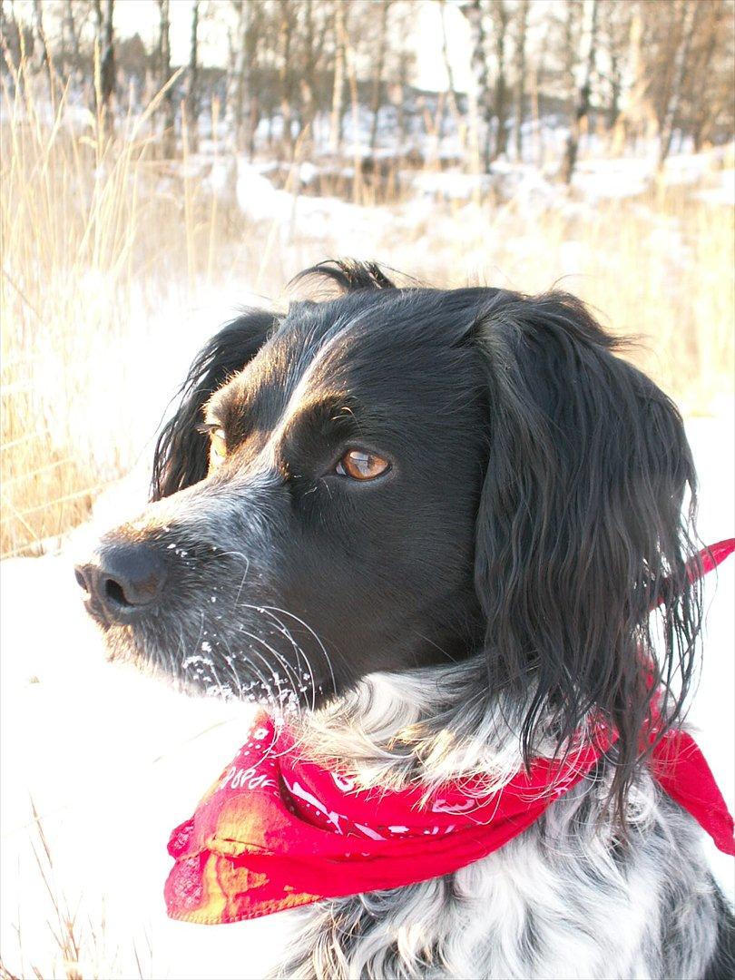 Blanding af racer Kouda - 15) Kouda på heden 2012 billede 15