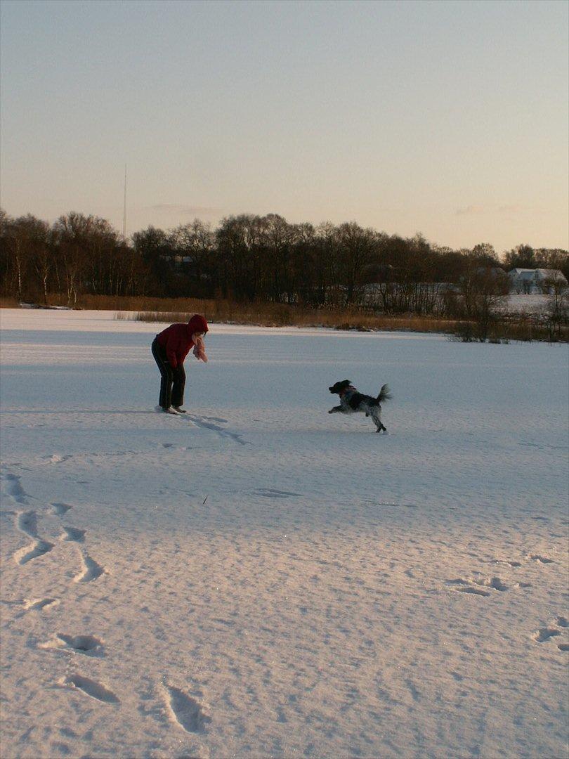 Blanding af racer Kouda - 17) Mig og Kouda leger på hedens frosne sø 2012 billede 17